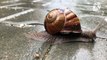 How Snails move?