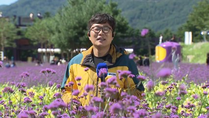 "꽃길만 걸어요"...천만송이 가을꽃 활짝 / YTN