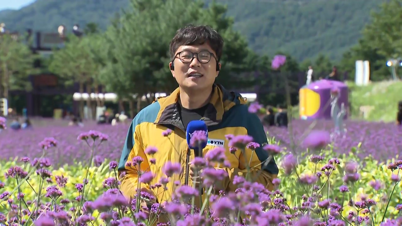 "꽃길만 걸어요"...천만송이 가을꽃 활짝 / YTN