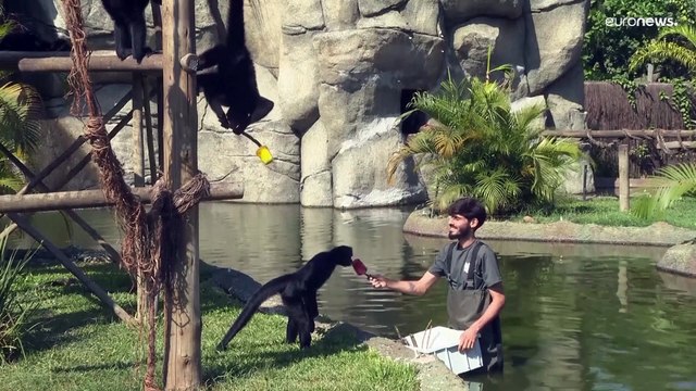 شاهد: مثلجاث لتبريد حيوانات حديقة ريو دي جانيرو البرازيلية خلال موجة حر غير مسبوقة