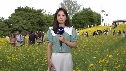 [날씨] 내일 대체로 흐림...올림픽공원 '노랑 코스모스' 만발 / YTN