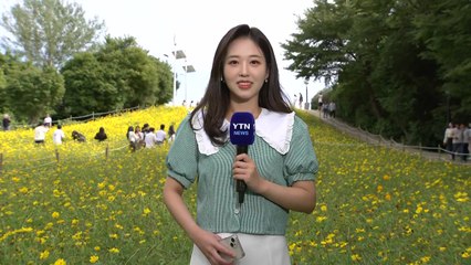 [날씨] 쾌청한 휴일...올림픽공원 '노랑 코스모스' 만발 / YTN