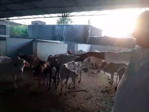 Lumpy disease strikes again in Jhalawar district