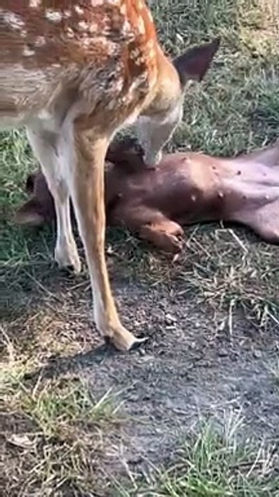 Deer Grooms A Dog