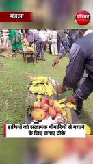 कान्हा टाइगर रिजर्व में लगा हाथी यौवनीकरण शिविर