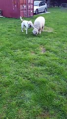 Sheep and Bulldog Play Together