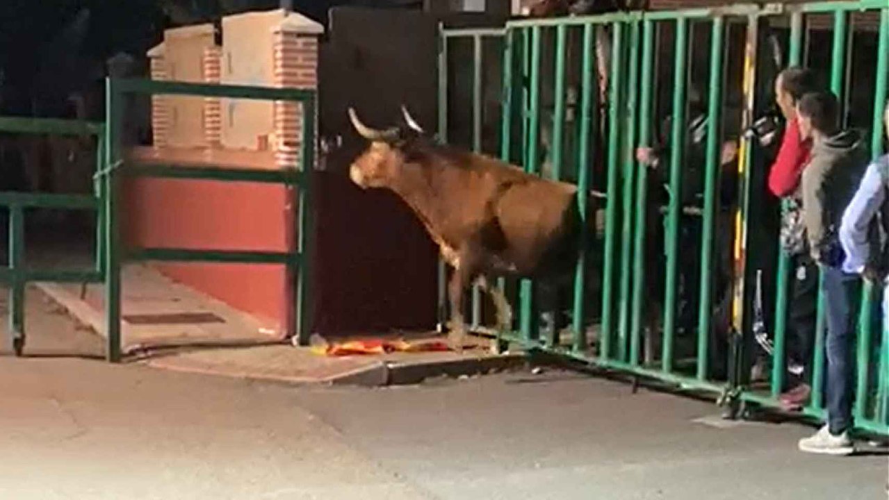 Un toro se queda atascado en una talanquera en el encierro urbano de Mojados