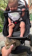 Kitty Plays With Baby in Stroller