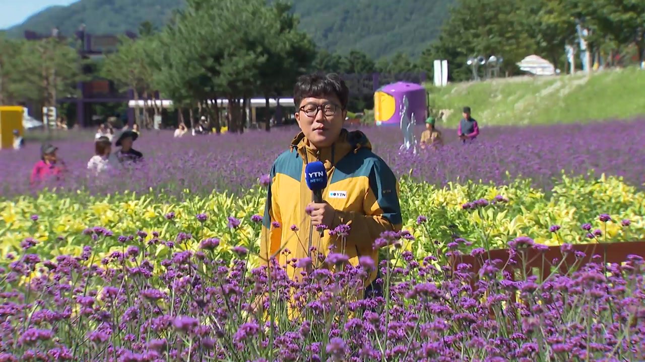"꽃길만 걸어요"...천만 송이 가을꽃 활짝 / YTN