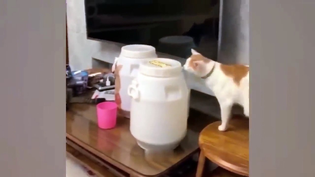 dog and cat video funny 30