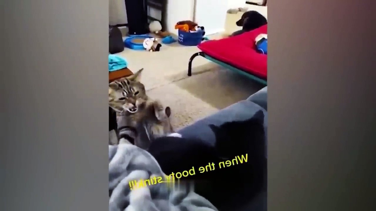 dog and cat video funny 32