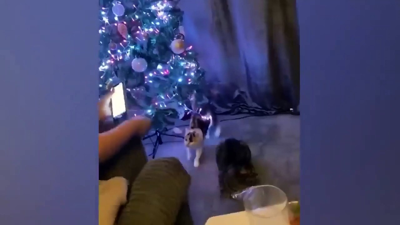 dog and cat video funny 33