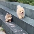 New Funny Dogs Puppies Video, New Cute Dogs Pet Video, Cute Baby Dogs Video, New Funny Animals Video, New Dogs Video, Beautiful Funny Dogs Video,