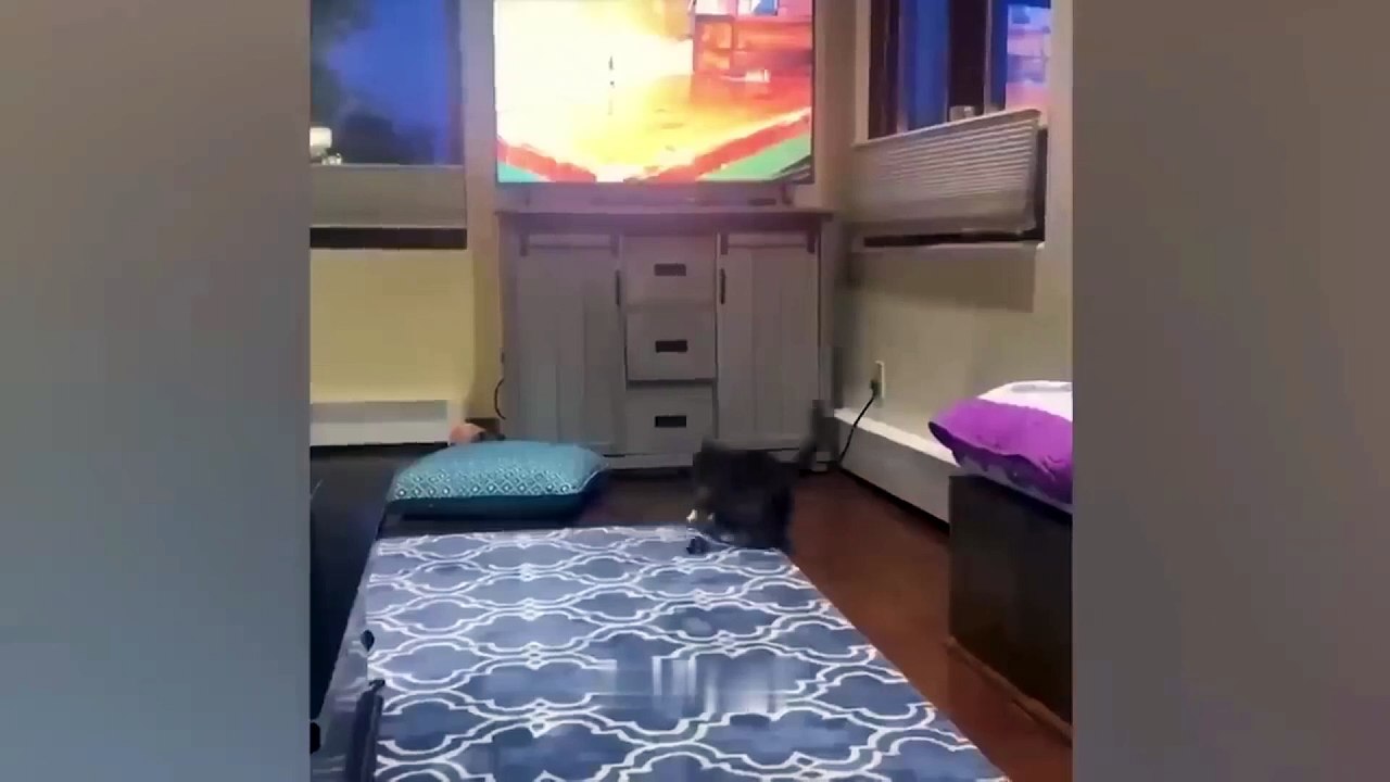 dog and cat video funny 35