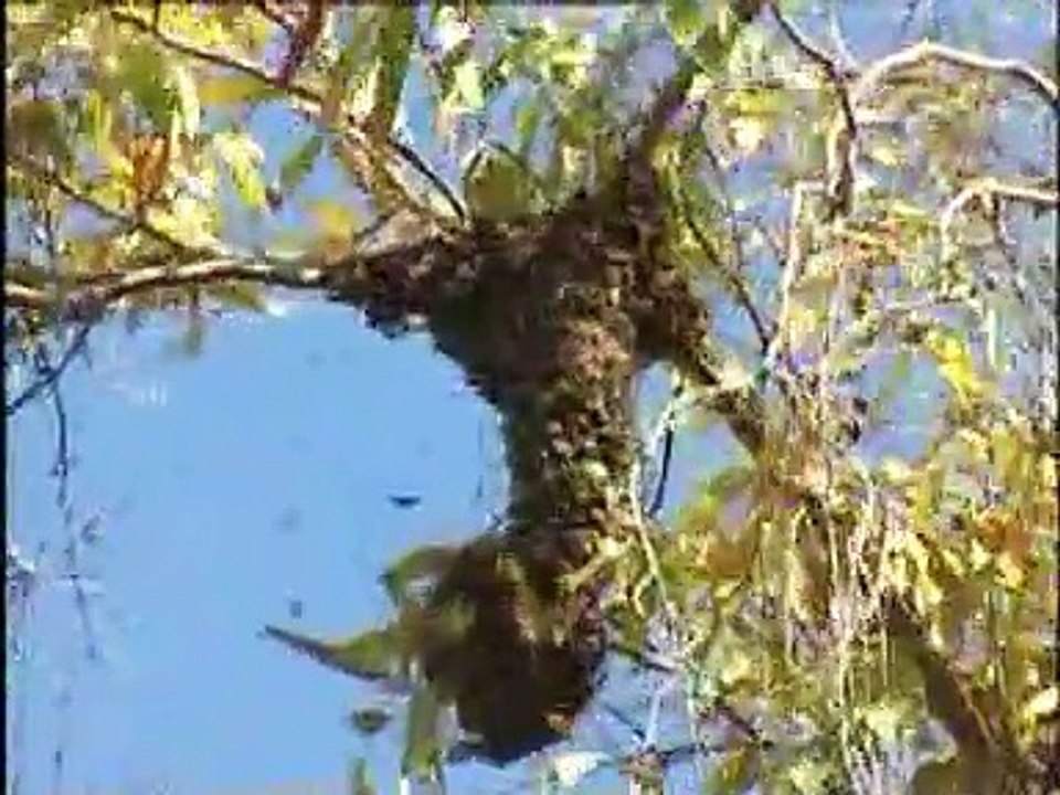 Arıcılık Eğitim Seti 7