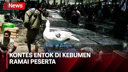Ratusan Entok Ikut Kontes di Kebumen, Panitia: Terbagi 2 Kategori