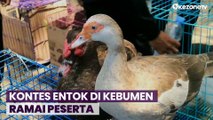 Ratusan Entok Ikut Kontes di Kebumen Jawa Tengah