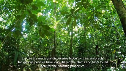 The Importance of Rainforests - Journey Through Their Significance and Threats (3 Min Microlearning)