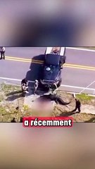 Un alligator abattu après avoir été aperçu avec un corps humain dans la gueule