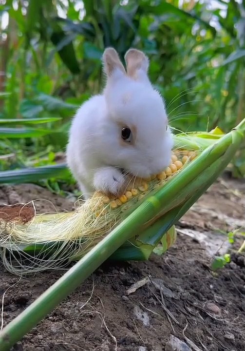 Rabbit Want To Eat Corn | Hungary Rabbit | Animals Funny Moments | Cute Pets | Animals Satisfying Videos #animal #rabbit #asmr