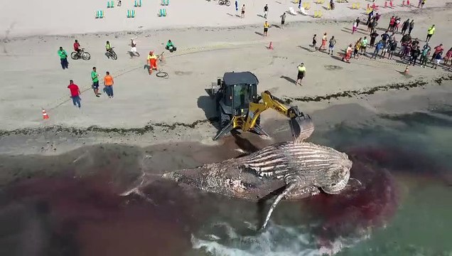 Baleia jubarte é encontrada morta na praia de Ponta Verde