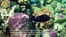 Marine Ecology - Exploring the Wonders of the Ocean (5 Minutes Microlearning)