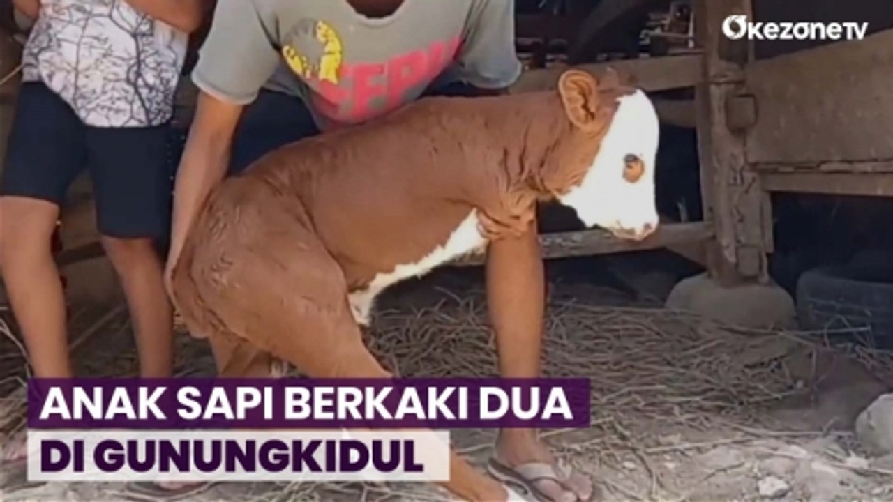 Anak Sapi Berkaki Dua Hebohkan Warga, Pemilik Berkomitmen Merawat Hingga Dewasa