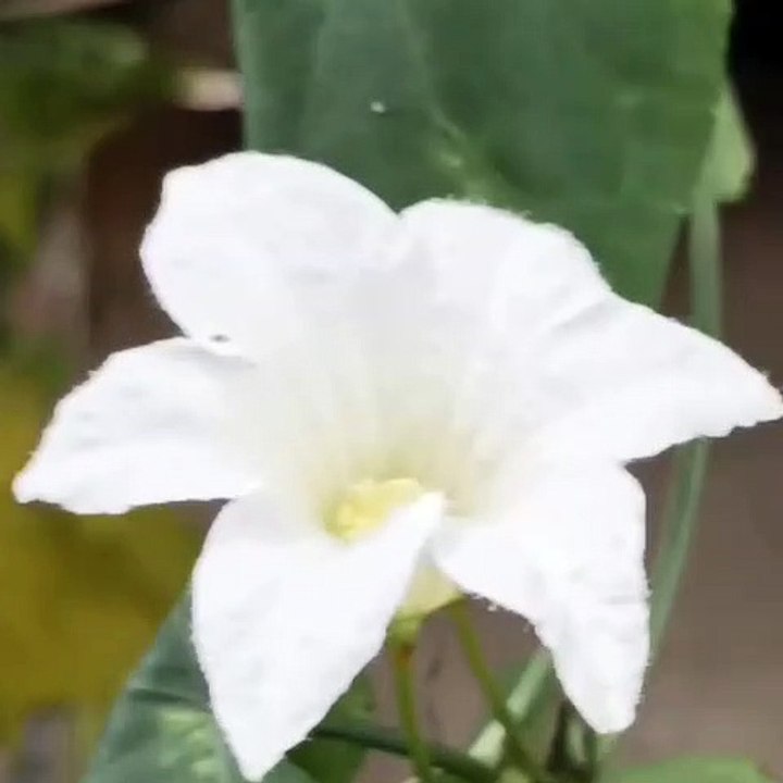 Flower video