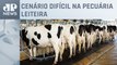 Alto custo para criação de vacas causa prejuízo para produtores de leite