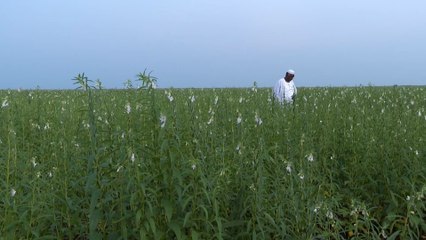 كيف أثرت الحرب في السودان على موسم الحصاد وعطلت الإنتاج؟