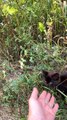 Woman Rescues Two Sweet Kittens From Roadside