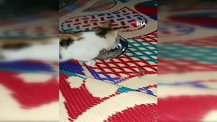 Kedinin çekirdek keyfi herkesi güldürdü