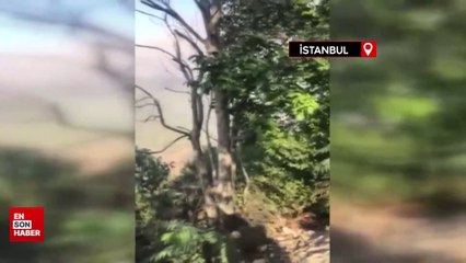Sultangazi Kent Ormanı’nda yangın çıktı