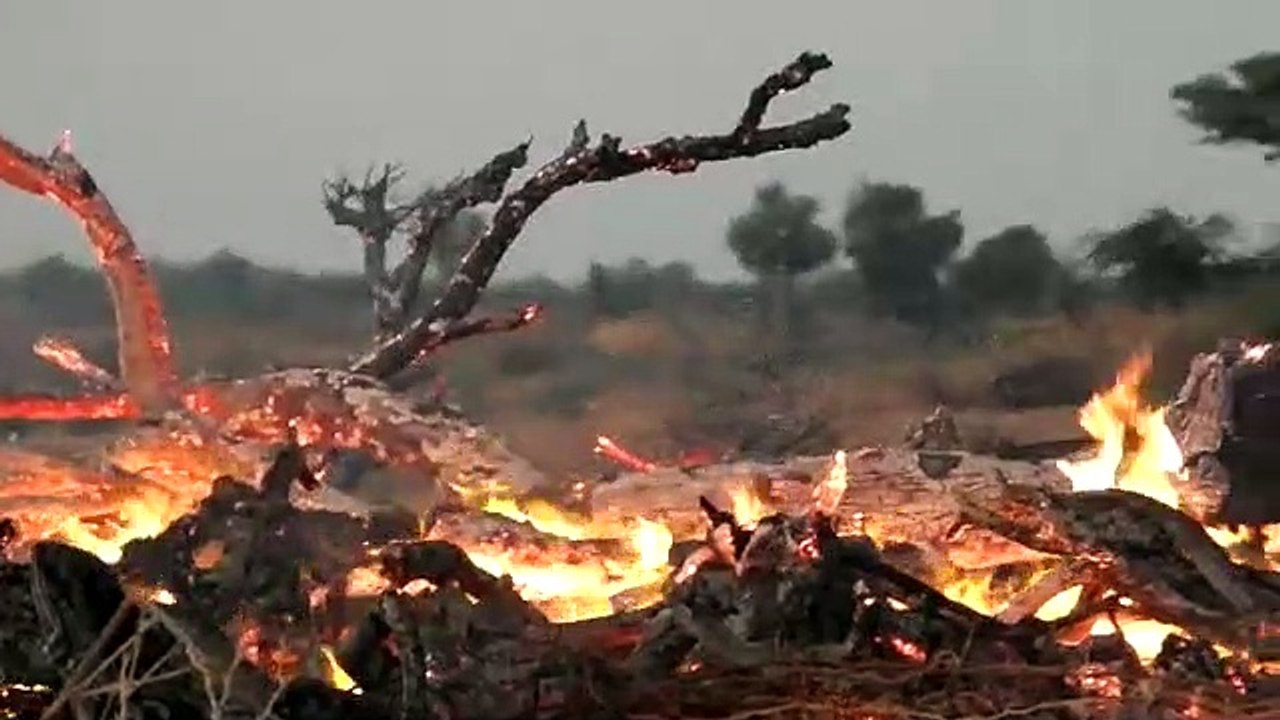 Video: धड़ल्ले से काटे जा रहे खेजड़ी और अन्य हर...
