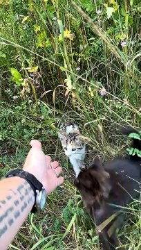 Woman Rescues Two Sweet Kittens From Roadside