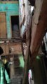 SURAT VIDEO/ मकान का स्लैब गिरने से वृद्ध की मौत