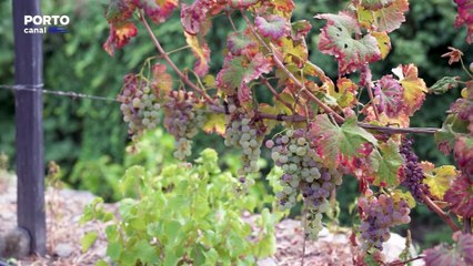 Planeta Verde - Parque Natural do Douro Internacional
