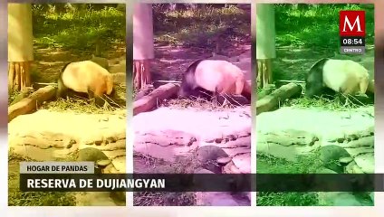 Xin Xin, la osa panda mexicana; es la única panda latinoamericana