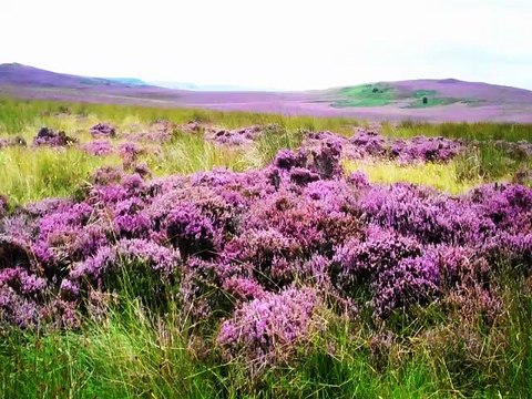 Scarecrow Lane - sheperd o shepherd/promo video