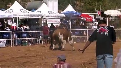 Muğla'da Boğa Güreşi Festivali Devam Ediyor