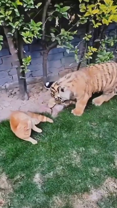 Videoo tv| Influence Lifestyle|Videoo tv Haberler.com| The Fame |Smile Wanted 90sport |VOICI L'Équipe Sports |Local Media |Influence News| Français Tele-Loisirs|fr Discovery footmercato Purepeople| Sureview tv|CNEWS| la chaine| L'Équipe |letribunaldunet |