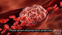 Snake Venom in Human Body Animation Video | How Do Venomous Snakes Kill Their Prey |