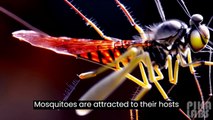 Mosquito Bite Animation | How Mosquito Bites Human | How Mosquito Bite Works |