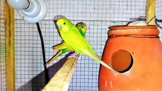  Australian Budgies Parrot: Cute Natural Sounds  | Dailymotion's Top Viral Video