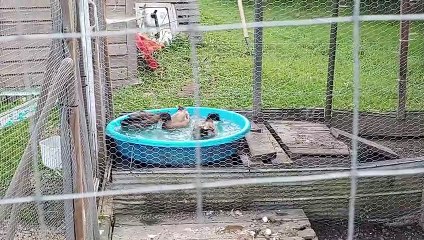 Canards pressés font des ronds dans leur piscine [2023-09-05]