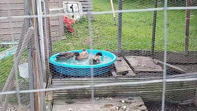 Canards pressés font des ronds dans leur piscine [2023-09-05]