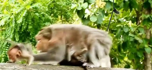 (Tổng hợp)Phần 10.Những chú khỉ con không được khỉ mẹ và đồng loại yêu thương.Poor little monkeys