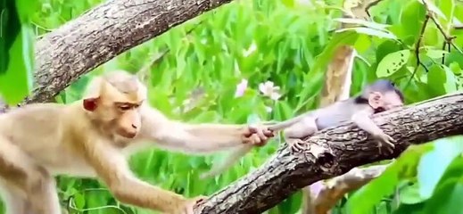 (Tổng hợp)Những chú khỉ con không còn được khỉ mẹ & đồng loại yêu thương.Poor little monkeys..Phần1