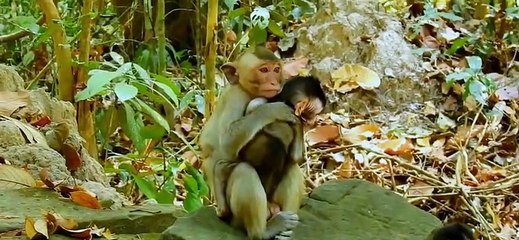 (Tổng hợp)Phần 9.Những chú khỉ con không được khỉ mẹ và đồng loại yêu thương.Poor little monkeys