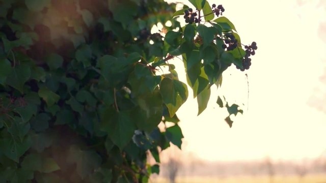 Surah Yaseen | Yasin Dua | Episode 1 | Daily Quran Tilawat Surah Yasin Surah Rahman Full HD Complet